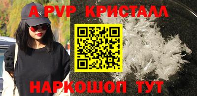 гашик Кингисепп